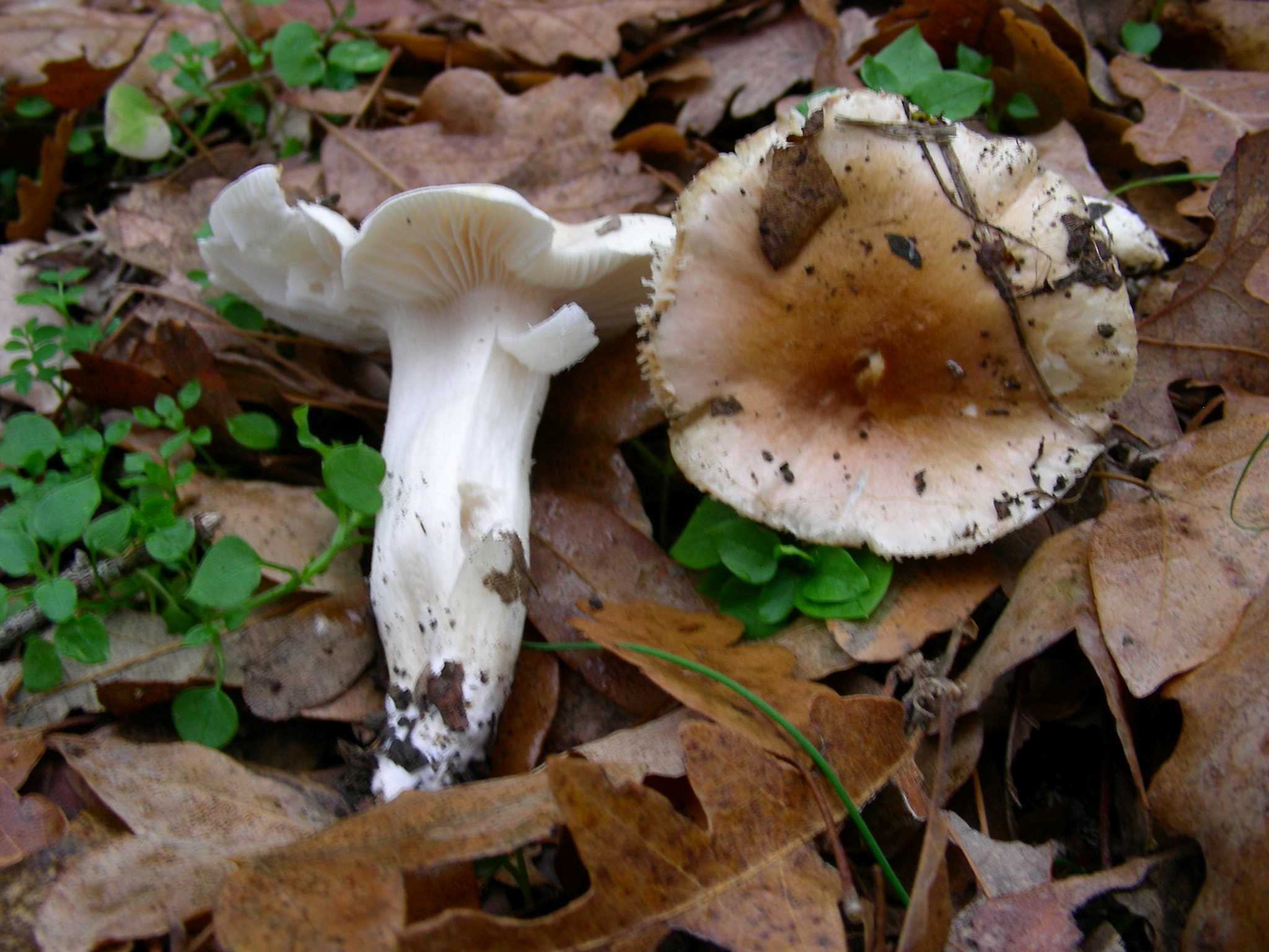 1887 Gennaio vecchio ritrovamento